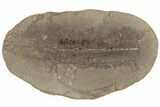 Fossil Fern (Pecopteris) Nodule Pos/Neg - Mazon Creek #184637-1